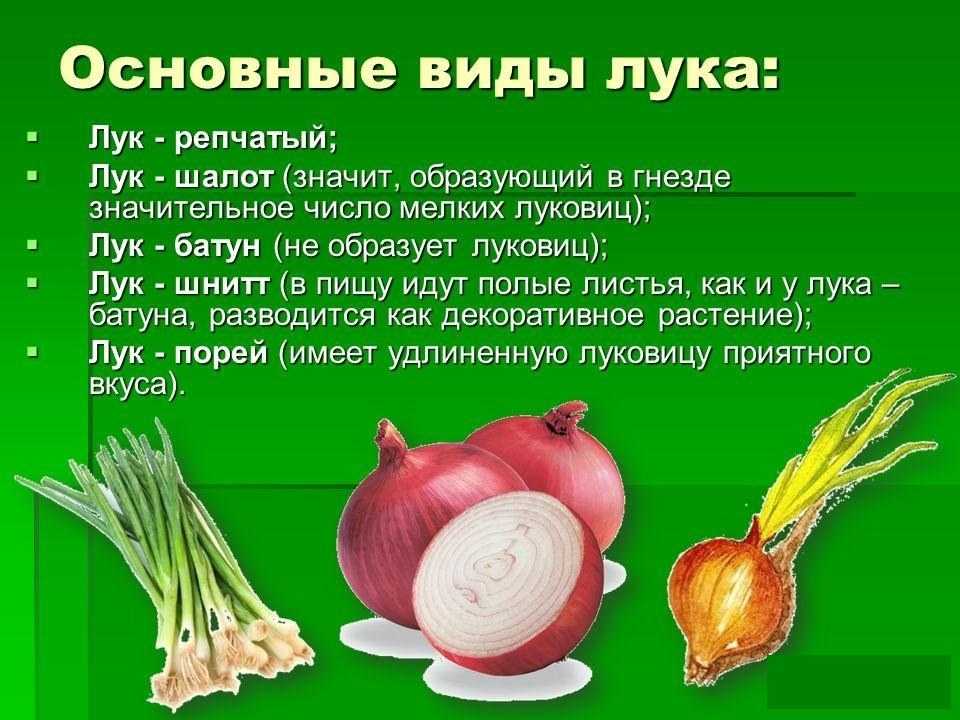 Сок лука: витаминный состав, польза, рецепты | food and health