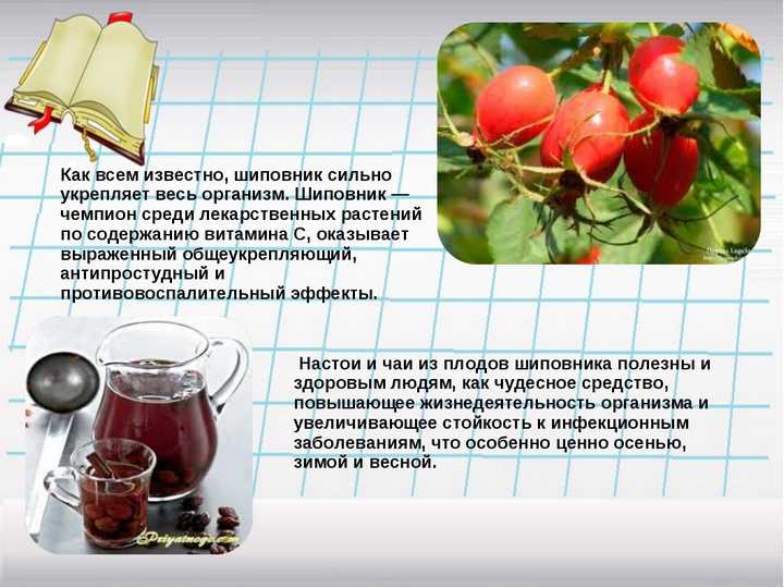 Калорийность сушеного, бжу сушеных продуктов на 100 грамм
