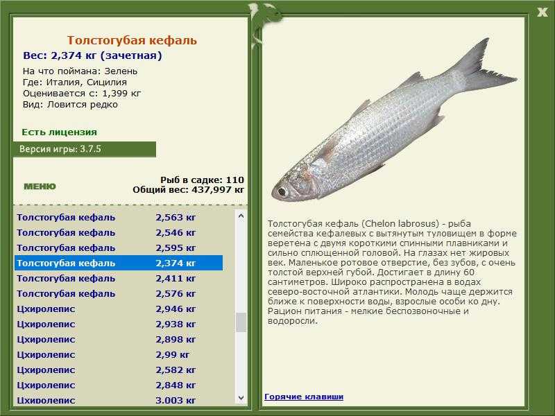 Кефаль 5 букв сканворд. Семейство кефалевых рыб. Кефаль Размеры и вес. Кефаль рыба Размеры и вес. Кефалевые породы рыб.