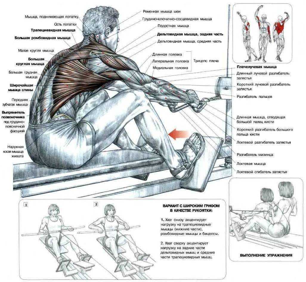Тяга для спины сидя в горизонтальном блоке. Тяга Нижнего блока анатомия. Упражнения для тренировки мышц спины в тренажерном зале.