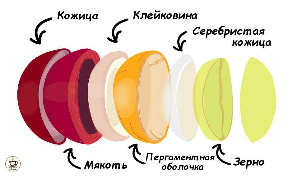 Зеленый кофе: польза, вред и противопоказания | food and health