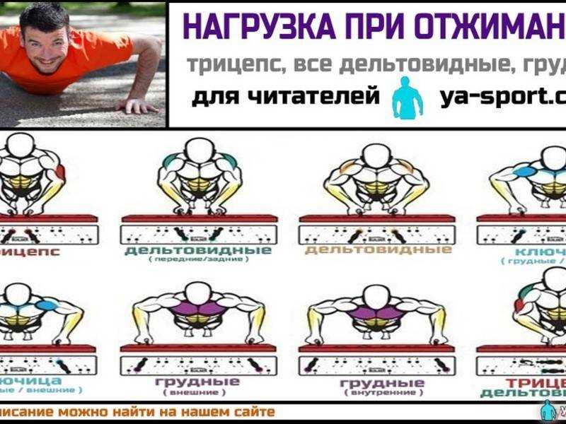 Виды отжиманий и их особенности