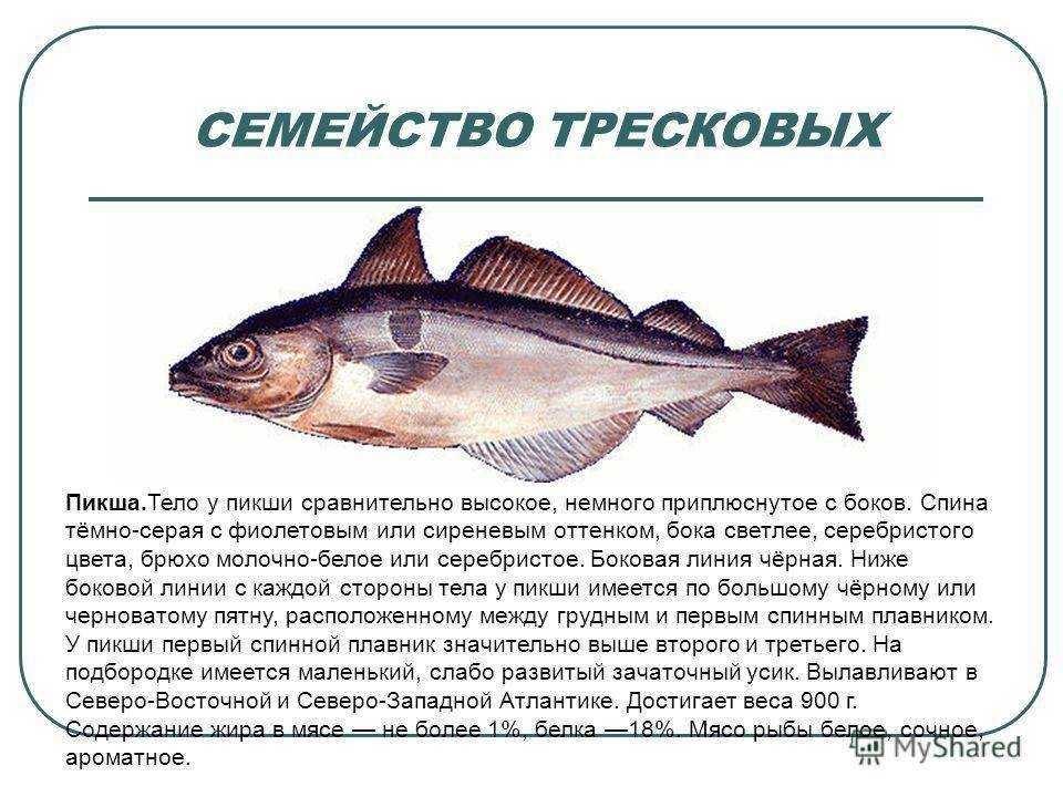 Рыба треска: калорийность на 100 г, белки, жиры, углеводы