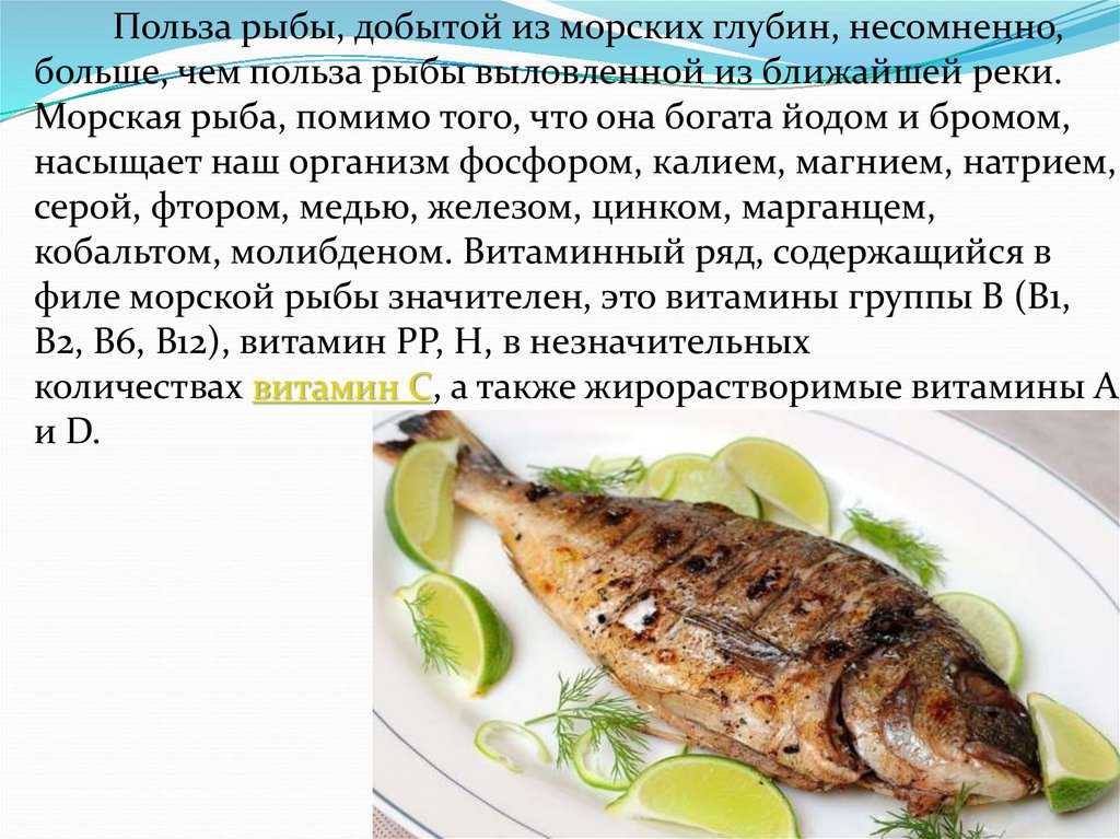 Масляная рыба эсколар: где обитает в россии, польза и вред